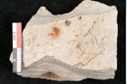 Foto (Detailansicht) von Hypnum sagorianum Ettingshausen (NHMW-GEO-2024-0188-6737)